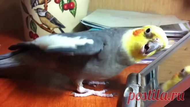 Вот это певун!Еще и песенку сам сочинил!)