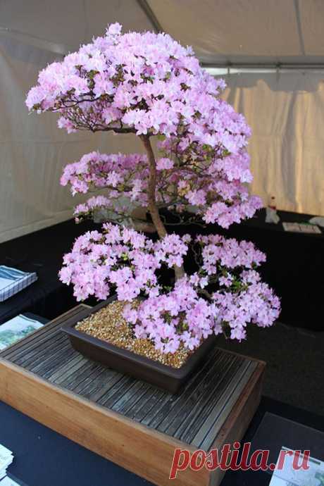 bonzai - crazy blooms!  |  Pinterest • Всемирный каталог идей
