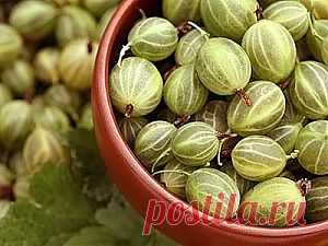 Крыжовник: полезные свойства, в том числе при беременности