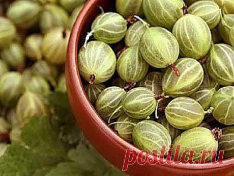 Крыжовник: полезные свойства, в том числе при беременности