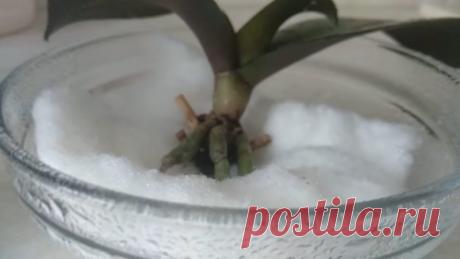 Нарастите корни орхидеи с помощью обыкновенной ваты. Рабочий и практичный метод