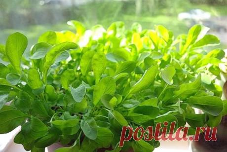 9 съедобных растений, которые можно вырастить прямо на кухне