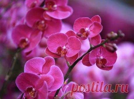 Комнатные растения по знаку зодиака - Портал «Домашний»