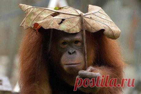 Причина развода с вашим мужем?
- У нас не совпадали религиозные взгляды...
- ?????
- Он не признает, что я Богиня.