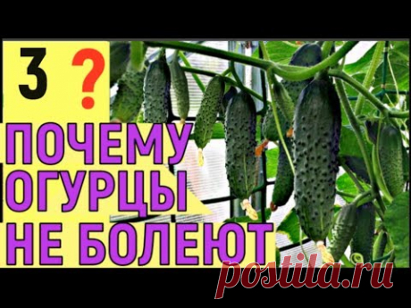 ОГУРЦЫ В ОТКРЫТОМ ГРУНТЕ 4 способа  Ответы на вопросы Часть3 - YouTube