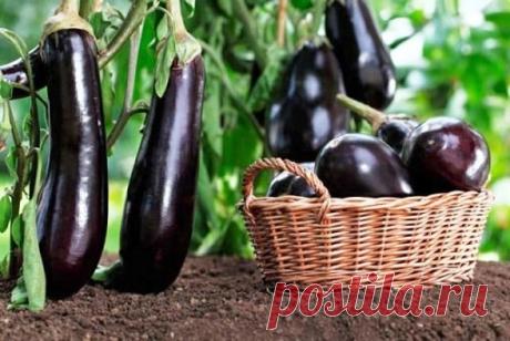 Баклажаны в теплице и на открытом грунте - секреты выращивания
