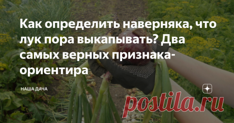 Как определить наверняка, что лук пора выкапывать? Два самых верных признака-ориентира В большинстве регионов лук копают приблизительно в конце июля – начале августа. Передержать лук в земле чревато, так же, как и выкопать его рано, и в том, и в другом случае репки храниться долго не будут. Как узнать, пора ли копать корнеплоды, или еще погодить? Есть два самых верных признака, по которым можно легко определить готовность вашего лучка. И опытные огородники прекрасно о них знают.