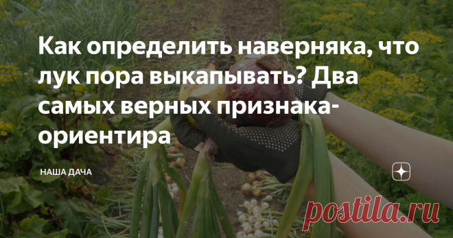 Как определить наверняка, что лук пора выкапывать? Два самых верных признака-ориентира В большинстве регионов лук копают приблизительно в конце июля – начале августа. Передержать лук в земле чревато, так же, как и выкопать его рано, и в том, и в другом случае репки храниться долго не будут. Как узнать, пора ли копать корнеплоды, или еще погодить? Есть два самых верных признака, по которым можно легко определить готовность вашего лучка. И опытные огородники прекрасно о них знают.
