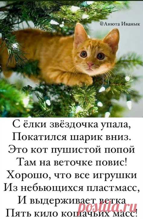#юмор #стихи #котики #елка #стихианютыиванык