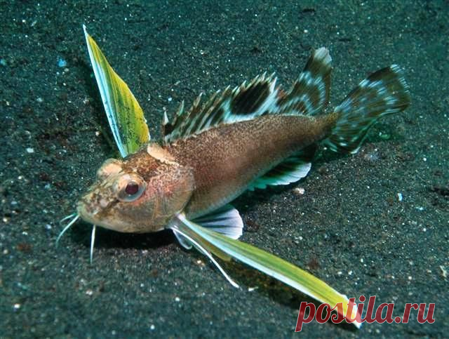 Морской ерш Apistus carinatus Отряд СКОРПЕНООБРАЗНЫЕ (Scorpaeniformes) , 
максимальный размер - 20 см.
Обитает на глубинах 15-50 м.
Умеют маскироваться под окружающий фон, меняя окраску, и пользуются ядовитыми спинными шипами для защиты от врагов.