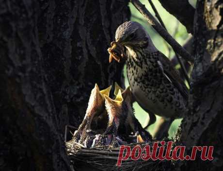 Доброе утро! Самое время заморить червячка. Семья дроздов-рябинников на снимке Вадима Андреева: nat-geo.ru/community/user/206963/