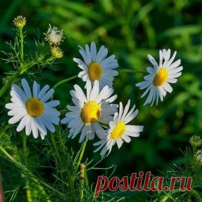 Алена Васильченко. Впустите к себе спокойствие невозможное…