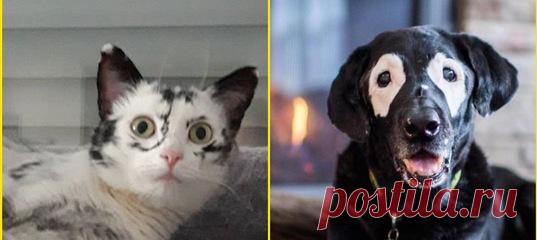 Лабрадор Роуди может косплеить добродушного Венома, а кошка Элли почти целиком сменила черную окраску на белоснежную, оставив только расплывчатые пятна. Рассказываем о том, как звери с кожным заболеванием помогают бороться с предрассудками о таких же людях.