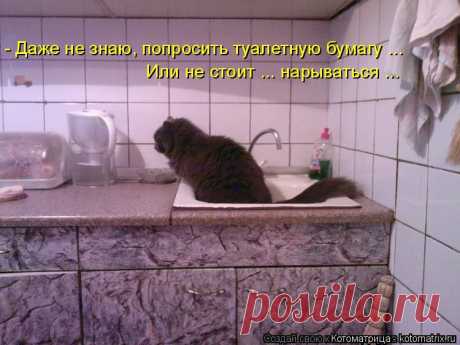 kotomatritsa_Nz.jpg (Изображение JPEG, 750 × 562 пикселов)