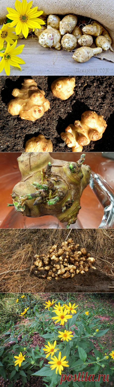 Топинамбур можно и нужно выращивать на дачном участке