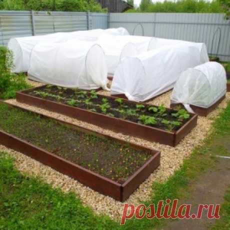 Цифомандра – томатное дерево - МирТесен
