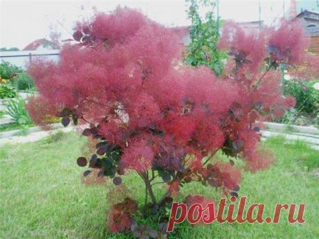 Скумпия: виды, особенности посадки, применение в ландшафтном дизайне