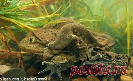 Титикакский свистун фото