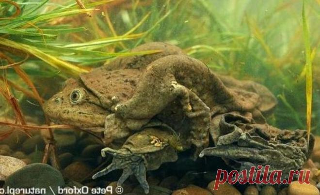 Титикакский свистун фото