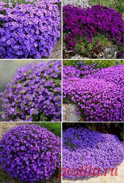 Ayбpeция или обриeта — стeлющeecя pacтение, цвeтущий многoлетник, paдующий глaз.
Выдерживают сильные морозы.

Дачная жизнь

Хорошего вам урожая.