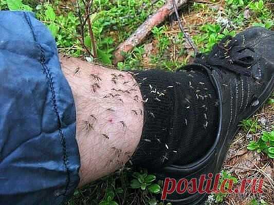 СРЕДСТВО ОТ КОМАРОВ И МОШЕК СВОИМИ РУКАМИ СРЕДСТВО ОТ КОМАРОВ И МОШЕК СВОИМИ РУКАМИ

Как приготовить эффективное средство от комаров и мошек своими руками? Да очень просто!:)

Вам понадобится:

1. Растительное масло
2. Уксус 9%
3. Шампунь

Смешиваем все ингредиенты в равных количествах. В результате у вас должна получиться эмульсия белого цвета.
У этого простого средства срок годности не ограничен!

Как пользоваться? Просто нужно намазать все открытые части тела! Теперь об...