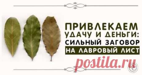 ПРИВЛЕКАЕМ УДАЧУ И ДЕНЬГИ: 
СИЛЬНЫЙ ЗАГОВОР НА ЛАВРОВЫЙ ЛИСТ
Лавр считается растением, обладающим магическими свойствами. Его силу используют для привлечения здоровья, удачи и денежного благополучия.
Многие растения обладают удивительной силой. Лавр не является исключением. В древности с помощью его листьев привлекали удачу. Сейчас Лавр используют для улучшения вкусовых качеств блюд, не подозревая, какая сила таится в этом невзрачном на первый взгляд растении. Каждый человек может привлечь