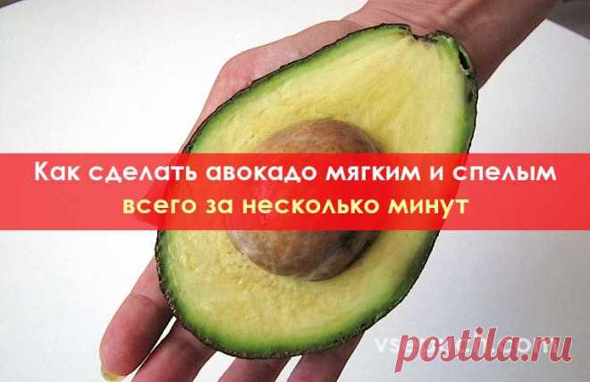 Как быстро сделать авокадо мягким и спелым Знали ли вы, что авокадо не созревают на дереве, они становятся мягкими после того, как их собрали? Поэтому очень часто те авокадо, что мы покупаем в магазине, оказываются неспелыми и жесткими.