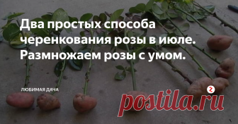 Два простых способа черенкования розы в июле. Размножаем розы с умом. Розы на моей даче одни из всеми любимыми цветы. Каждый год я черенкую их для посадки новых клумб, а так же обновления старых клумб. Июль является самым подходящим месяцем во всех отношениях для черенкования роз. Размножение черенками я делаю двумя простыми способами: черенкование в клубни картофеля и сразу в землю.
Рассказывая про первый способ хочу отметить, что для меня он в приоритете. Для нача
