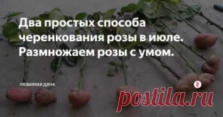 Два простых способа черенкования розы в июле. Размножаем розы с умом. Розы на моей даче одни из всеми любимыми цветы. Каждый год я черенкую их для посадки новых клумб, а так же обновления старых клумб. Июль является самым подходящим месяцем во всех отношениях для черенкования роз. Размножение черенками я делаю двумя простыми способами: черенкование в клубни картофеля и сразу в землю.
Рассказывая про первый способ хочу отметить, что для меня он в приоритете. Для нача