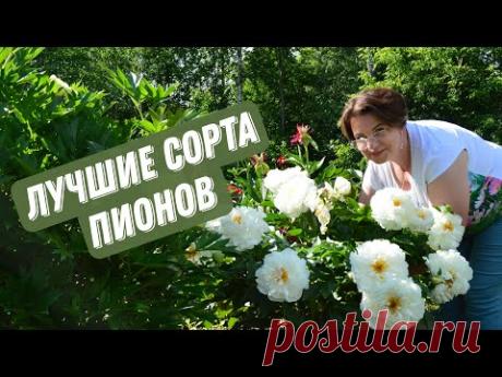 Пионовый Рай | Лучшие сорта пионов | Чем кормить пионы для роскошного цветения