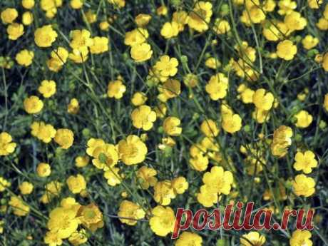 Клумба из сорняков: решение для тех, кому все надоело - Идеальная хозяйка