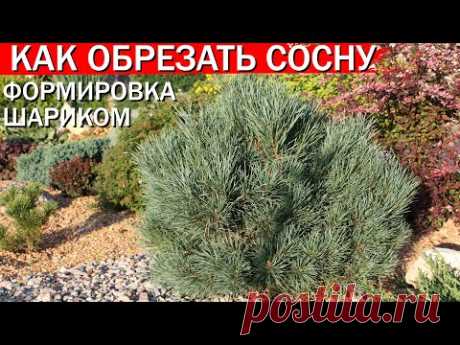 Как обрезать сосну- формировка шариком