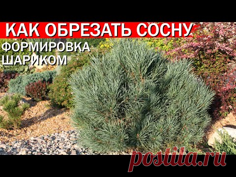 Как обрезать сосну- формировка шариком
