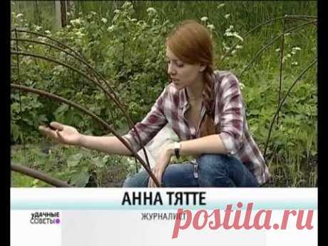 Как подвязывать огурцы в теплице и парнике?