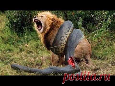 Ах Эта Дикая Природа! В Кругу Друзей — социальная сеть