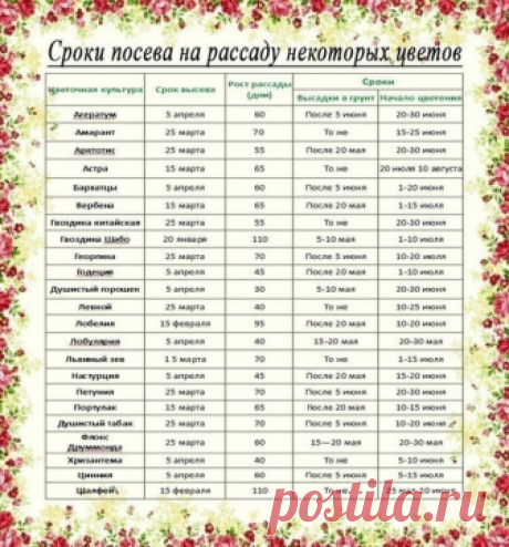 Рассада. Когда и что сажать? Полезные советы.