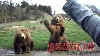 Новое видео с животными - Cмотреть смешное видео, подборки неудач, видео приколы, играть флэш игры онлайн, просматривать смешные и интересные картинки абсолютно бесплатно