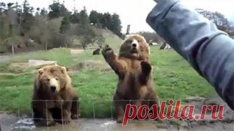 Новое видео с животными - Cмотреть смешное видео, подборки неудач, видео приколы, играть флэш игры онлайн, просматривать смешные и интересные картинки абсолютно бесплатно