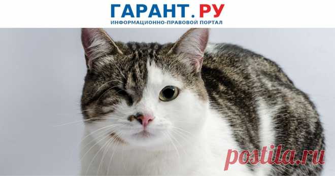2023-Госдума разъяснила, куда подать ЗАЯВЛЕНИЕ ПРИ ЖЕСТОКОМ ОБРАЩЕНИИ с животным Если полиция бездействует или не принимает заявление, следует подать его в Генеральную прокуратуру РФ.