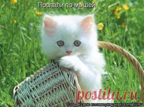 Совершеннокотие... (котоматрица) | Обхохочешься