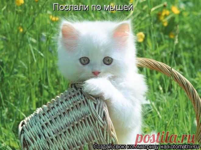 Совершеннокотие... (котоматрица) | Обхохочешься