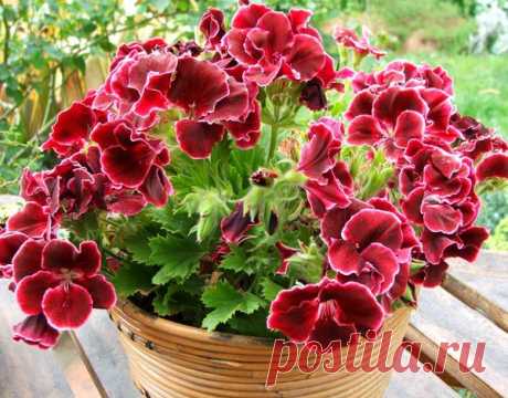 Пеларгония любимая и популярная | Дачный участок