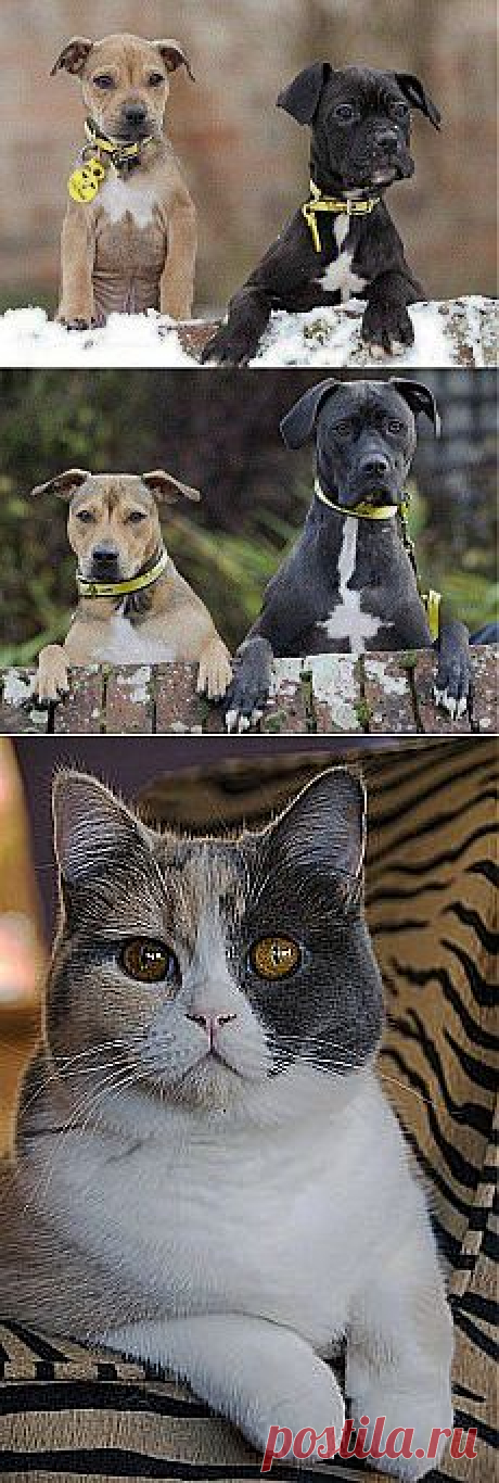 cats | kotpourri: Pico (via pocoloco) и другие материалы. Новое в Вашей подборке на Постиле - galina.manzhura@mail.ru - Почта Mail.Ru