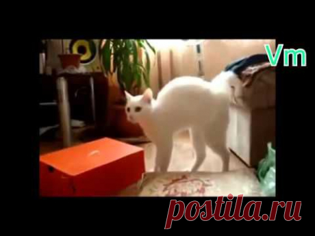 Прикольные кошки