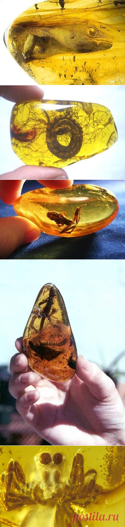 Миллионы лет в янтаре... - Путешествуем вместе