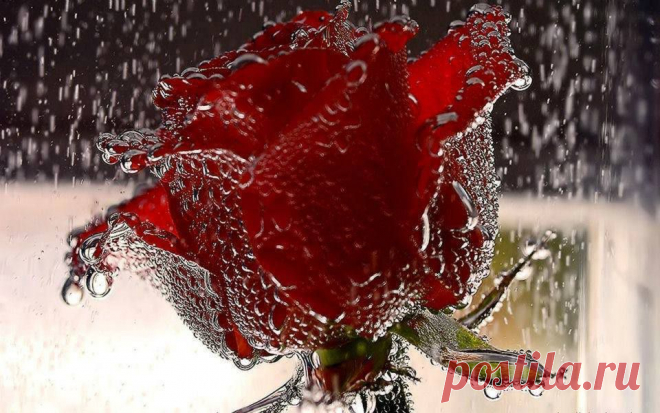 розы