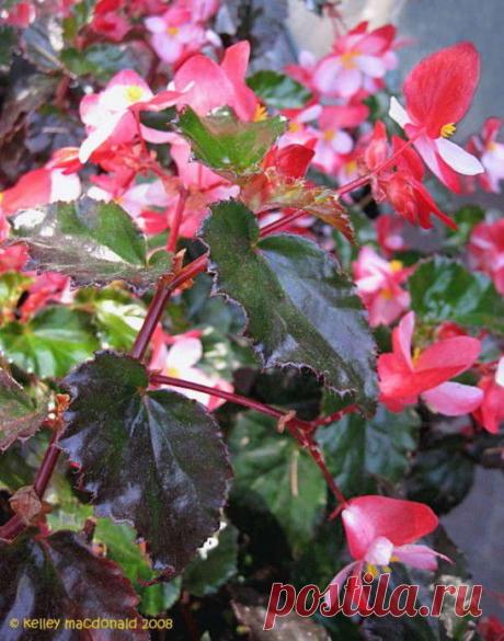 Фото цветы комнатные, бегония, вазон, атлас