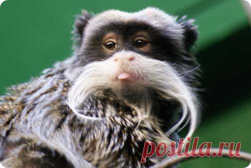 30 Самых необычных существ планеты (75 фото)