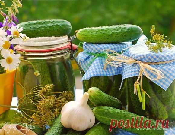 Готовим огурцы на зиму: 10 рецептов маринованных и соленых угощений. Кулинарные статьи и лайфхаки