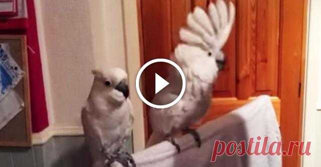 Один какаду очень любит Элвиса Пресли. Второй? Не так сильно